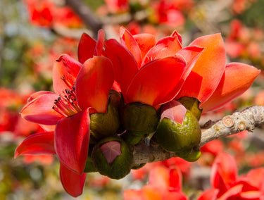 10 RED SILK COTTON Tree Bombax Ceiba Kapok Tropical Flower Seeds